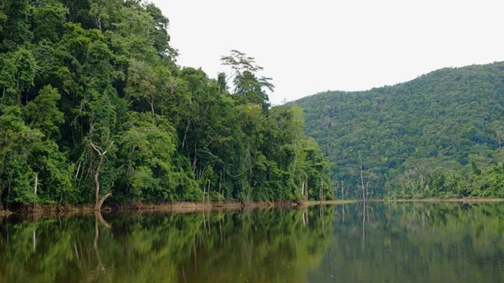 جنگل های بلیز