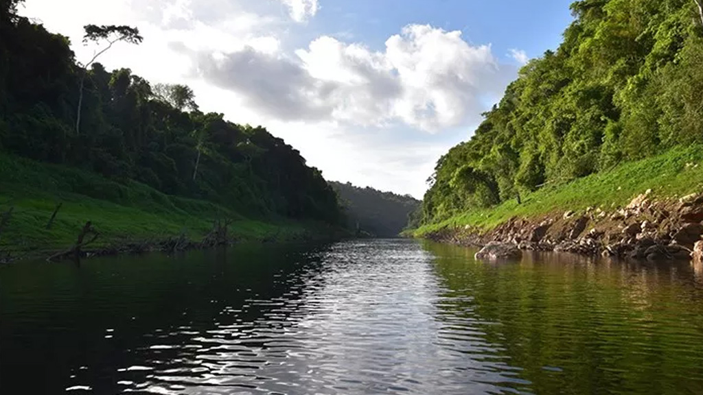 «درخت»: مشهورترین تُنوود دنیا!